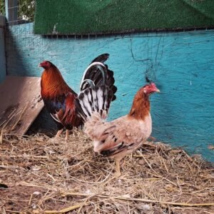 kelso 20k rooster with a pure swearter hen