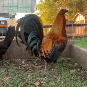 MellSims Brownred sabonglife