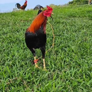 Fairchild 5k sweater