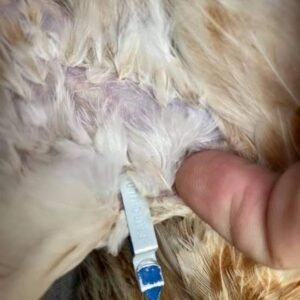 pure fairchild grey hen