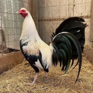 Bobby fairchild Grey