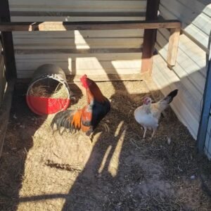 Asil Stag and Fairchild Grey Hen