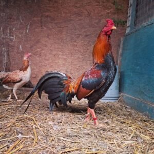 Red indigo with tarasco sweater hen