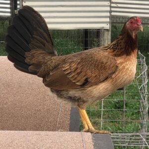 pure cardinal kelso hen