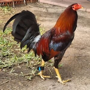 Cardinal Club kelso bullstag