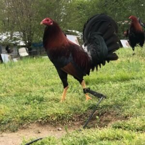 cardinal club kelso stag