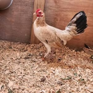 Fairchild Grey Hen