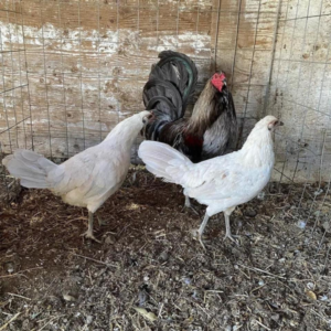 Buy Bleu mug trio gamefowl