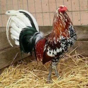 Buy Spangled hatch gamefowl