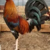 Buy Lacy Roundhead rooster