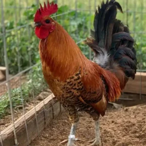 Buy Red quill rooster