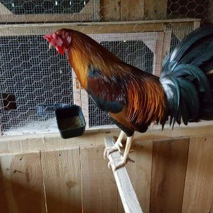 Buy Sweater Stag Gamefowl