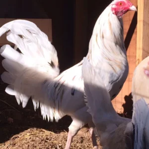 Buy White kelso Gamefowl