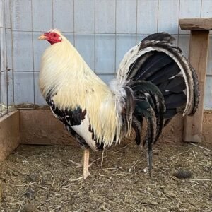 Buy Law Grey Game Fowl