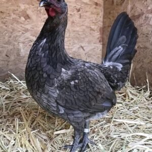 Buy Miner blue Gamefowl