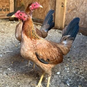 Buy Sweater Hen Gamefowl