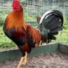 Buy Sweater Rooster Gamefowl