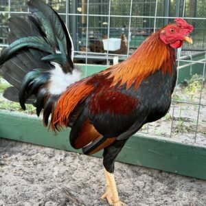Buy Kelso Stag Gamefowl