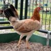 Buy Kelso Gamefowl pullet