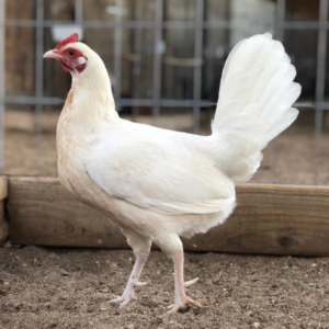 Buy White claret hen