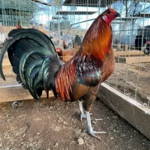 Buy Black mug rooster