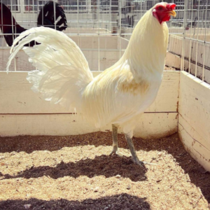 Buy White Kelso rooster