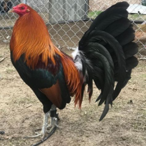 Buy Rubble hatch Gamefowl