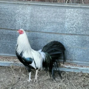 Buy Frost Grey Gamefowl