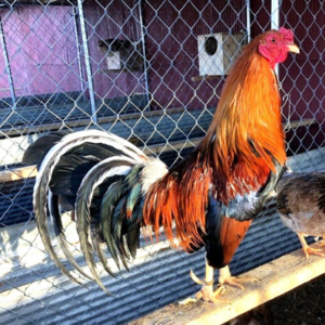Buy Kelso Rooster Gamefowl