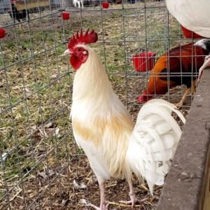 Buy White claret Gamefowl