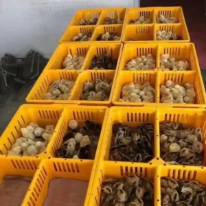 Gamefowl chicks For sale (12)