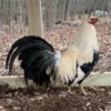 Buy Joe Redmond grey Gamefowl