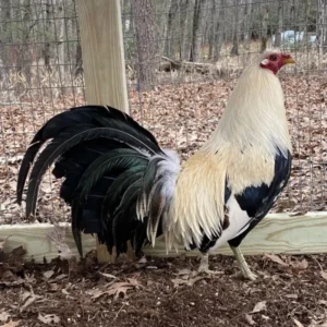 Buy Joe Redmond grey Gamefowl