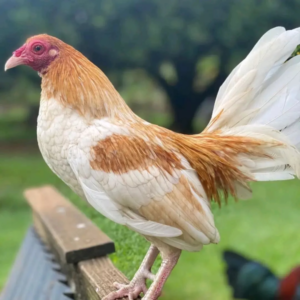 Buy Bleu Pyle gamefowl
