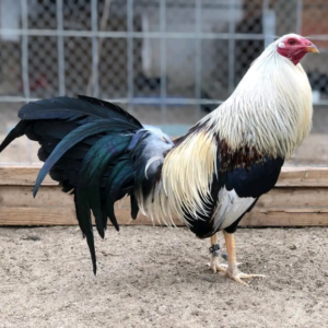 Buy Grey x kelso gamefowl