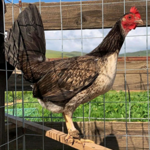 Buy Brassback Albany pullet