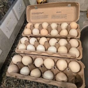 Buy Gamefowl eggs (Dozen)