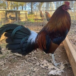 Buy Penny Hatch Rooster Gamefowl