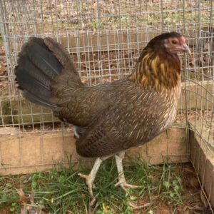 Buy Hen Penny Hatch Gamefowl