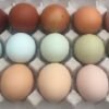 Assorted Chicken Hatching Eggs