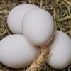 Grey Rooster Eggs