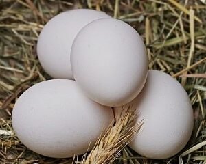 Grey Rooster Eggs